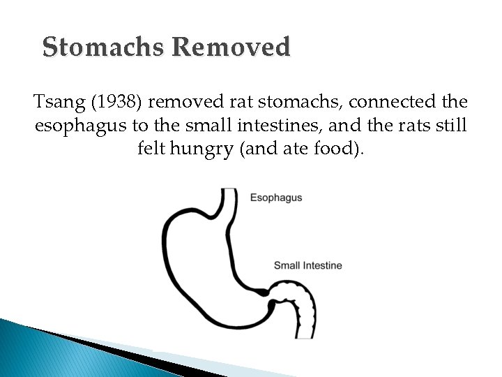 Stomachs Removed Tsang (1938) removed rat stomachs, connected the esophagus to the small intestines,