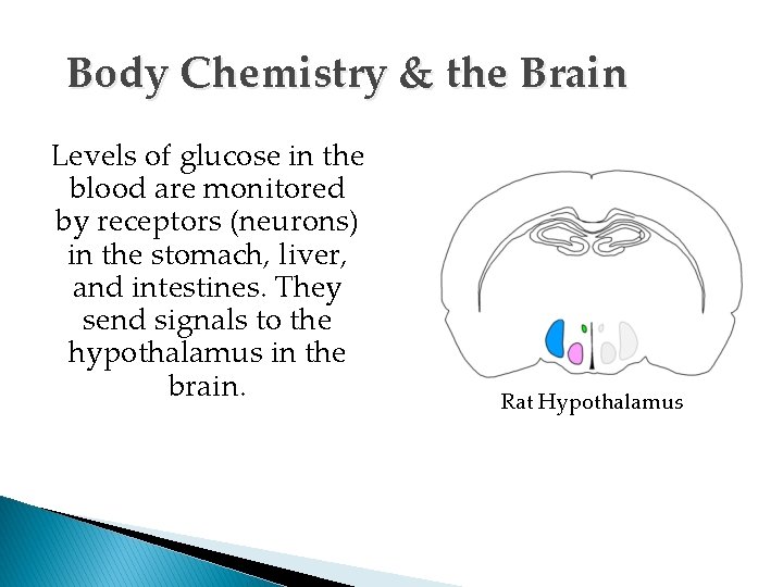 Body Chemistry & the Brain Levels of glucose in the blood are monitored by