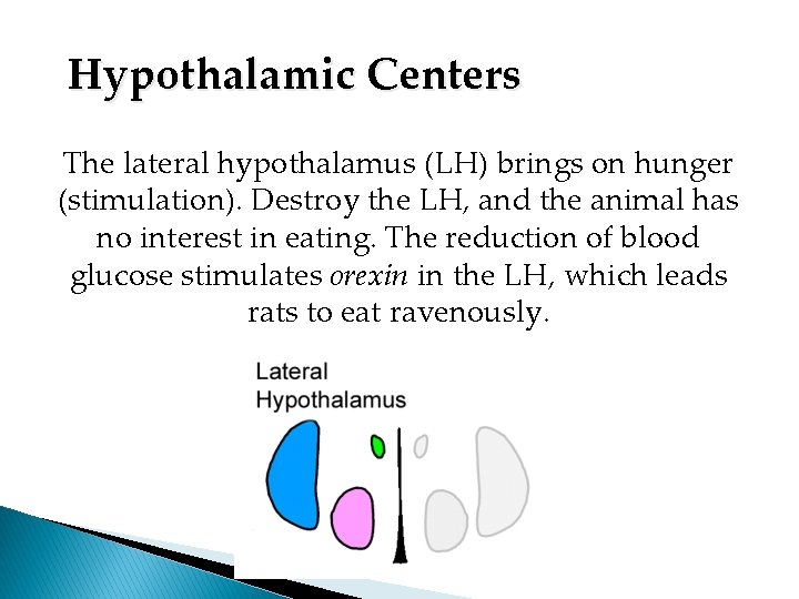 Hypothalamic Centers The lateral hypothalamus (LH) brings on hunger (stimulation). Destroy the LH, and