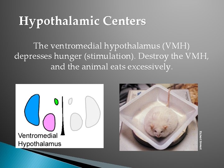 Hypothalamic Centers The ventromedial hypothalamus (VMH) depresses hunger (stimulation). Destroy the VMH, and the