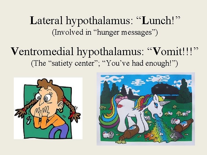 Lateral hypothalamus: “Lunch!” (Involved in “hunger messages”) Ventromedial hypothalamus: “Vomit!!!” (The “satiety center”; “You’ve