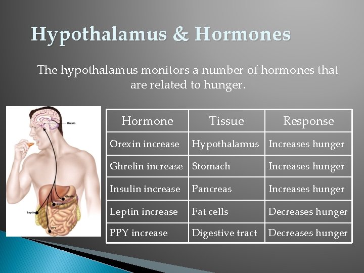 Hypothalamus & Hormones The hypothalamus monitors a number of hormones that are related to