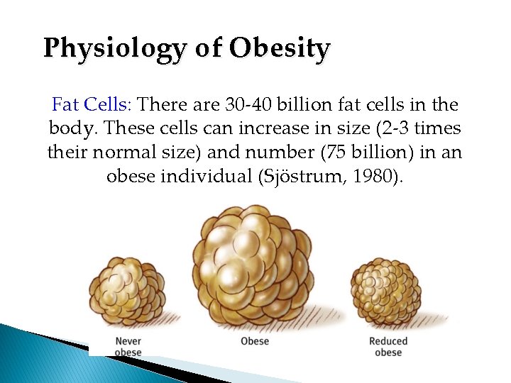 Physiology of Obesity Fat Cells: There are 30 -40 billion fat cells in the