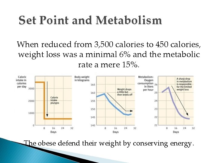 Set Point and Metabolism When reduced from 3, 500 calories to 450 calories, weight