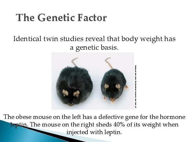 The Genetic Factor Identical twin studies reveal that body weight has a genetic basis.
