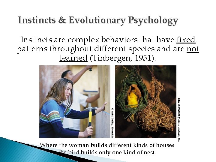 Instincts & Evolutionary Psychology Instincts are complex behaviors that have fixed patterns throughout different