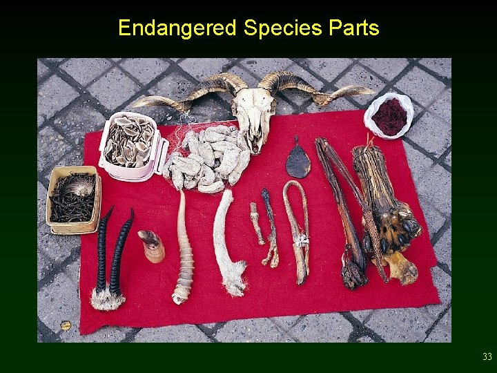 Endangered Species Parts 33 