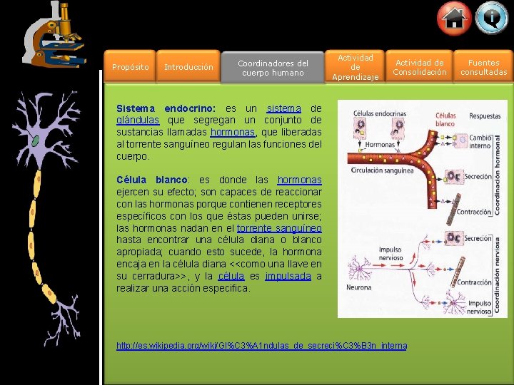 Propósito Introducción Coordinadores del cuerpo humano Actividad de Aprendizaje Actividad de Consolidación Sistema endocrino: