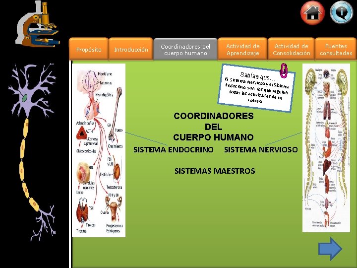 Propósito Introducción Coordinadores del cuerpo humano Actividad de Aprendizaje Actividad de Consolidación Sabía s