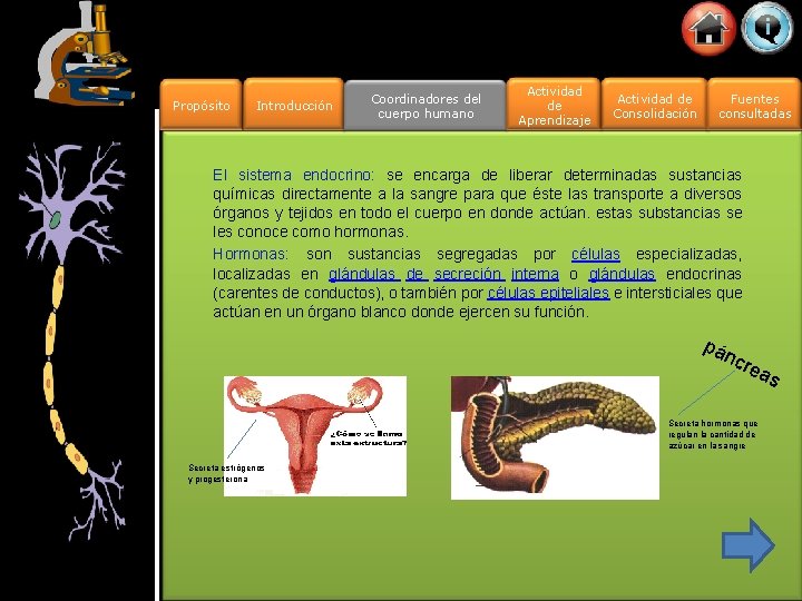 Propósito Introducción Coordinadores del cuerpo humano Actividad de Aprendizaje Actividad de Consolidación Fuentes consultadas