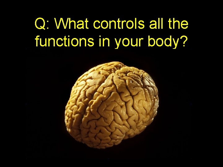 Q: What controls all the functions in your body? 