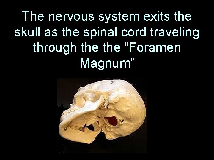 The nervous system exits the skull as the spinal cord traveling through the “Foramen