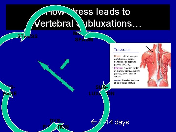 How stress leads to Vertebral Subluxations… MUSCLE SPASM STRESS DISEASE SUBLUXATION DYSFUNCTION 7 -14