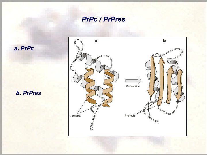 Pr. Pc / Pr. Pres a. Pr. Pc b. Pres 