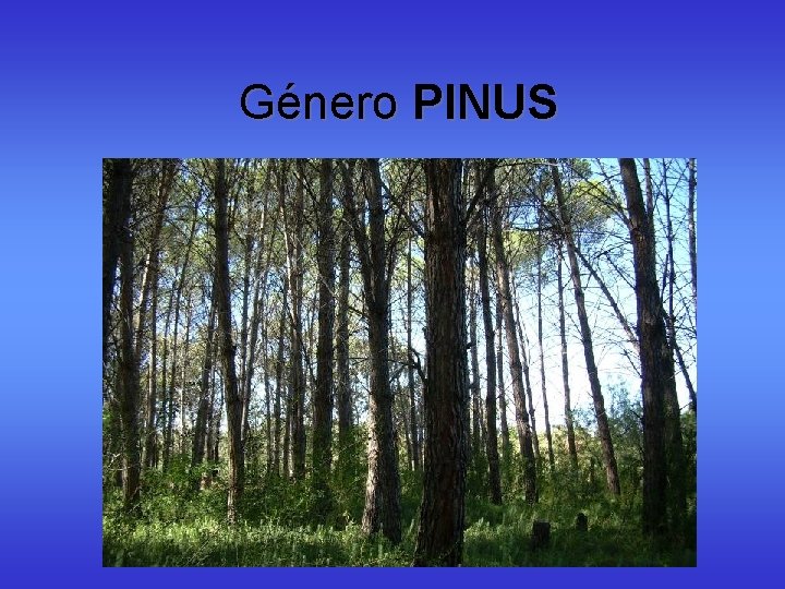 Género PINUS Género PINUS