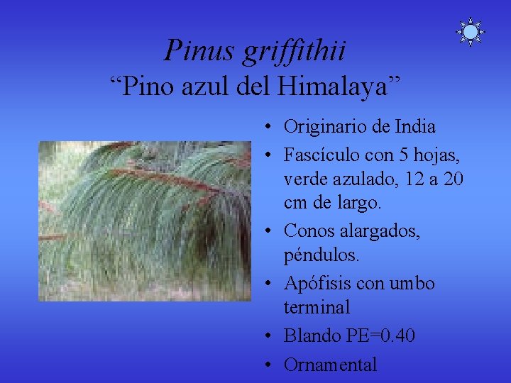 Pinus griffithii “Pino azul del Himalaya” • Originario de India • Fascículo con 5 Pinus griffithii “Pino azul del Himalaya” • Originario de India • Fascículo con 5