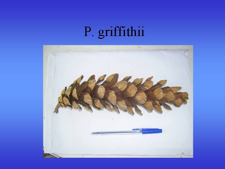 P. griffithii P. griffithii