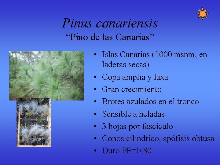 Pinus canariensis “Pino de las Canarias” • Islas Canarias (1000 msnm, en laderas secas) Pinus canariensis “Pino de las Canarias” • Islas Canarias (1000 msnm, en laderas secas)