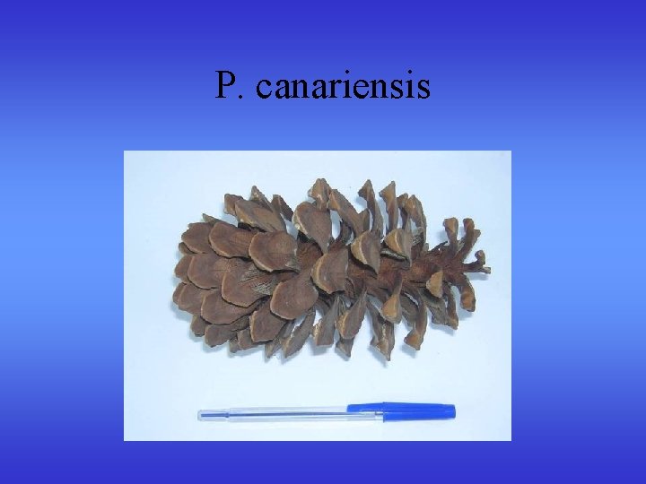 P. canariensis P. canariensis