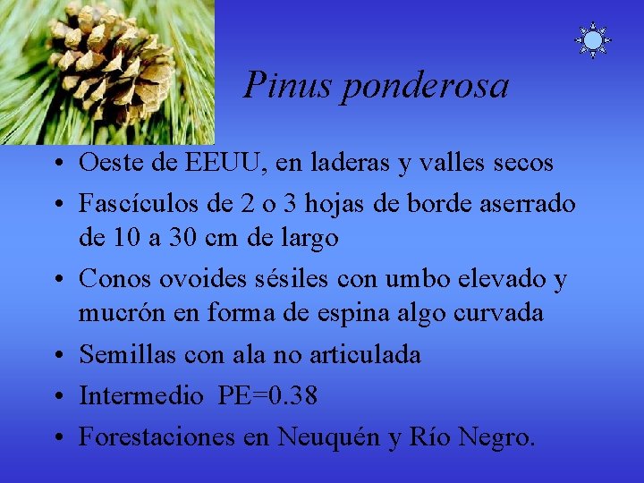 Pinus ponderosa • Oeste de EEUU, en laderas y valles secos • Fascículos de Pinus ponderosa • Oeste de EEUU, en laderas y valles secos • Fascículos de