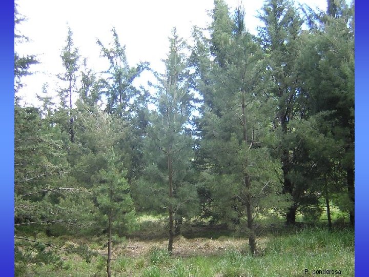 P. ponderosa P. ponderosa