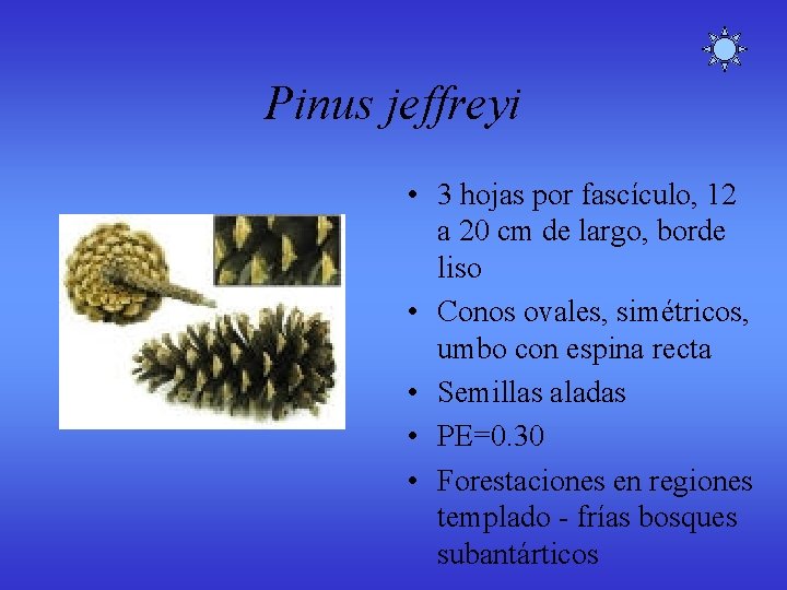 Pinus jeffreyi • 3 hojas por fascículo, 12 a 20 cm de largo, borde Pinus jeffreyi • 3 hojas por fascículo, 12 a 20 cm de largo, borde
