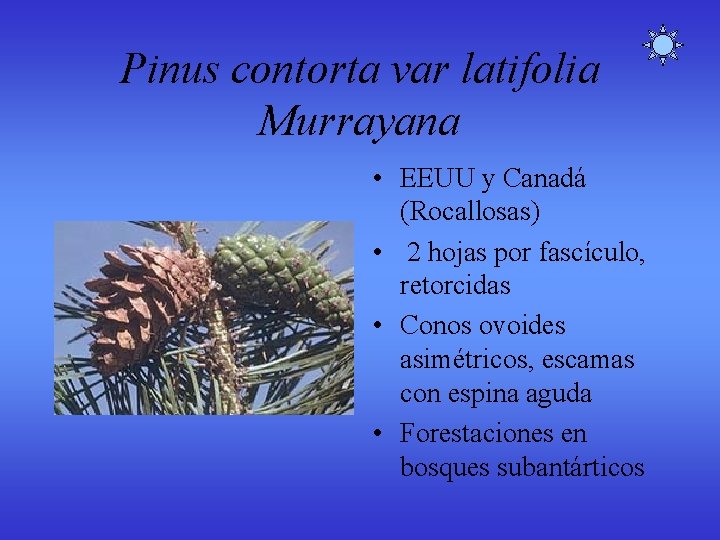 Pinus contorta var latifolia Murrayana • EEUU y Canadá (Rocallosas) • 2 hojas por Pinus contorta var latifolia Murrayana • EEUU y Canadá (Rocallosas) • 2 hojas por