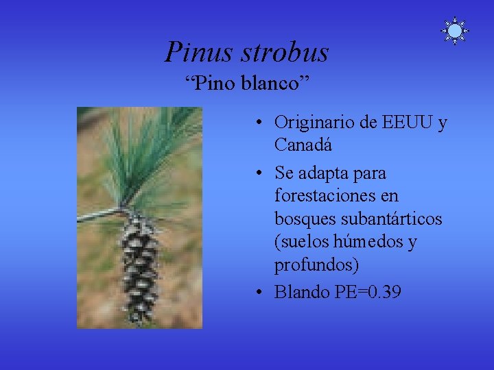 Pinus strobus “Pino blanco” • Originario de EEUU y Canadá • Se adapta para Pinus strobus “Pino blanco” • Originario de EEUU y Canadá • Se adapta para