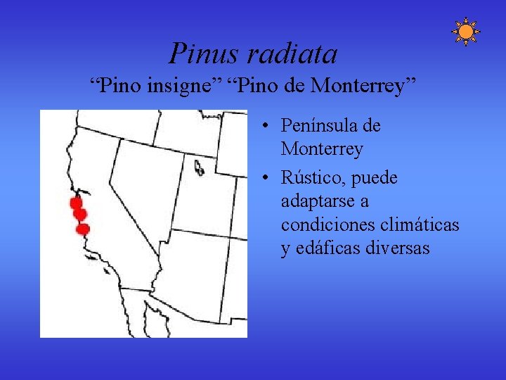 Pinus radiata “Pino insigne” “Pino de Monterrey” • Península de Monterrey • Rústico, puede Pinus radiata “Pino insigne” “Pino de Monterrey” • Península de Monterrey • Rústico, puede