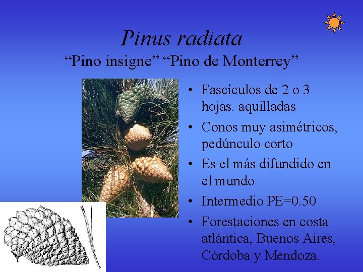 Pinus radiata “Pino insigne” “Pino de Monterrey” • Fascículos de 2 o 3 hojas. Pinus radiata “Pino insigne” “Pino de Monterrey” • Fascículos de 2 o 3 hojas.