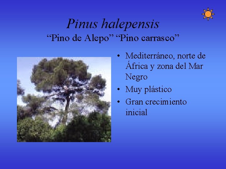 Pinus halepensis “Pino de Alepo” “Pino carrasco” • Mediterráneo, norte de África y zona Pinus halepensis “Pino de Alepo” “Pino carrasco” • Mediterráneo, norte de África y zona