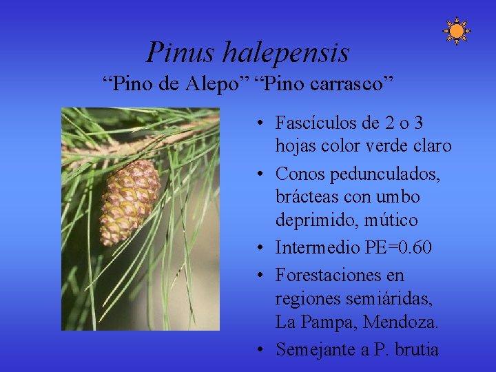 Pinus halepensis “Pino de Alepo” “Pino carrasco” • Fascículos de 2 o 3 hojas Pinus halepensis “Pino de Alepo” “Pino carrasco” • Fascículos de 2 o 3 hojas