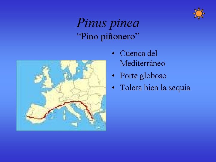 Pinus pinea “Pino piñonero” • Cuenca del Mediterráneo • Porte globoso • Tolera bien Pinus pinea “Pino piñonero” • Cuenca del Mediterráneo • Porte globoso • Tolera bien