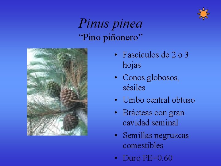 Pinus pinea “Pino piñonero” • Fascículos de 2 o 3 hojas • Conos globosos, Pinus pinea “Pino piñonero” • Fascículos de 2 o 3 hojas • Conos globosos,