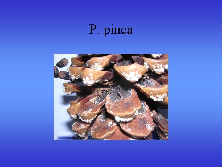 P. pinea P. pinea