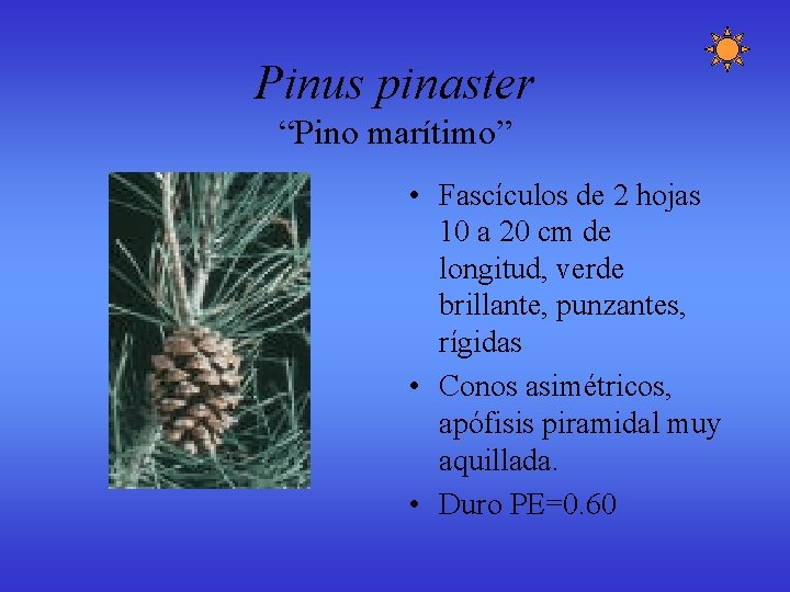 Pinus pinaster “Pino marítimo” • Fascículos de 2 hojas 10 a 20 cm de Pinus pinaster “Pino marítimo” • Fascículos de 2 hojas 10 a 20 cm de