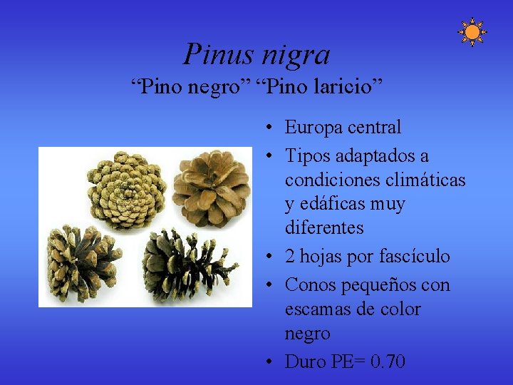 Pinus nigra “Pino negro” “Pino laricio” • Europa central • Tipos adaptados a condiciones Pinus nigra “Pino negro” “Pino laricio” • Europa central • Tipos adaptados a condiciones