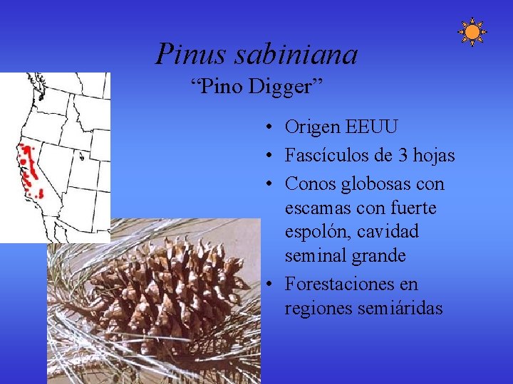 Pinus sabiniana “Pino Digger” • Origen EEUU • Fascículos de 3 hojas • Conos Pinus sabiniana “Pino Digger” • Origen EEUU • Fascículos de 3 hojas • Conos