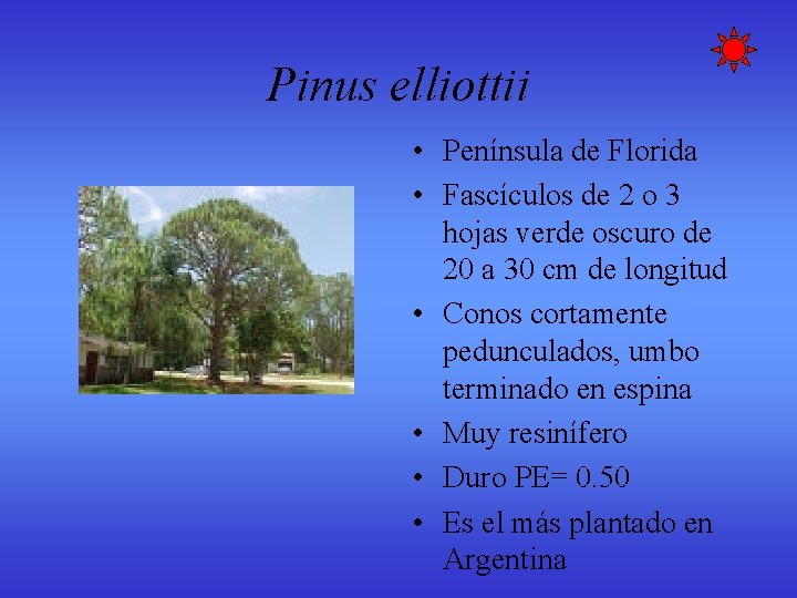 Pinus elliottii • Península de Florida • Fascículos de 2 o 3 hojas verde Pinus elliottii • Península de Florida • Fascículos de 2 o 3 hojas verde