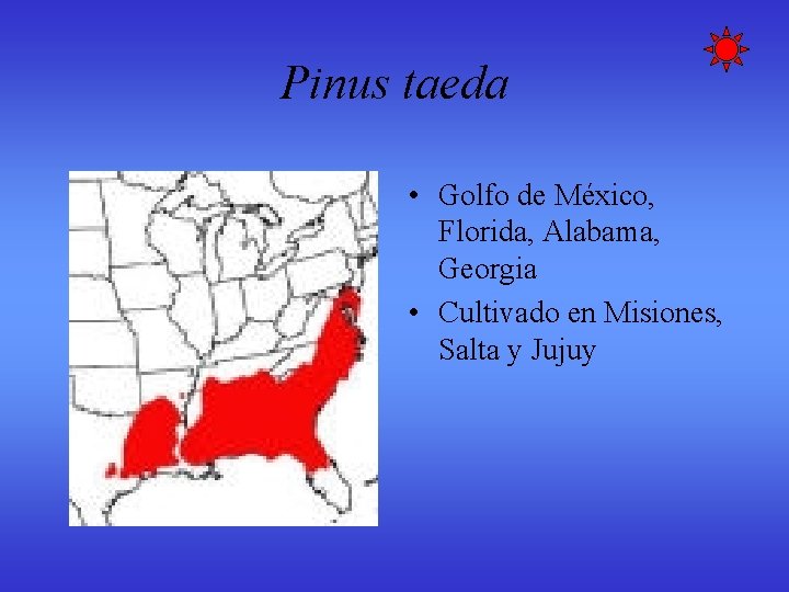 Pinus taeda • Golfo de México, Florida, Alabama, Georgia • Cultivado en Misiones, Salta Pinus taeda • Golfo de México, Florida, Alabama, Georgia • Cultivado en Misiones, Salta