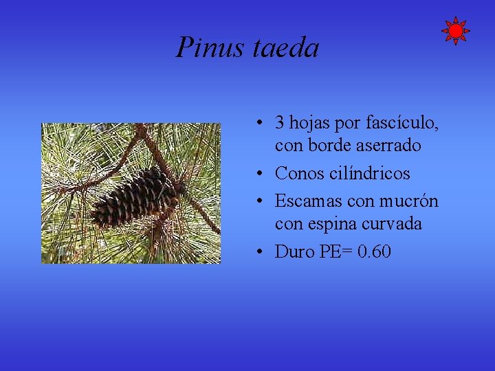 Pinus taeda • 3 hojas por fascículo, con borde aserrado • Conos cilíndricos • Pinus taeda • 3 hojas por fascículo, con borde aserrado • Conos cilíndricos •