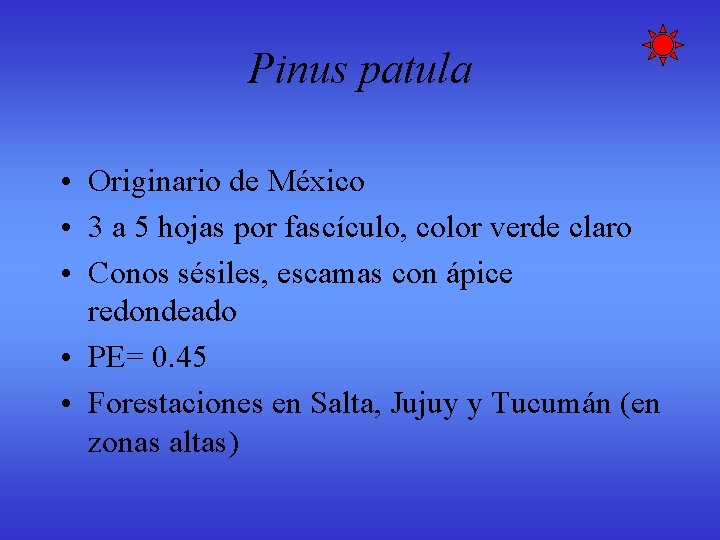 Pinus patula • Originario de México • 3 a 5 hojas por fascículo, color Pinus patula • Originario de México • 3 a 5 hojas por fascículo, color