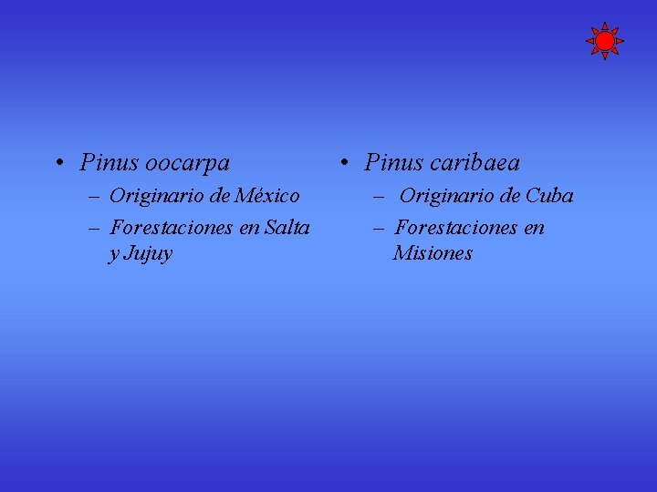 • Pinus oocarpa – Originario de México – Forestaciones en Salta y Jujuy • Pinus oocarpa – Originario de México – Forestaciones en Salta y Jujuy