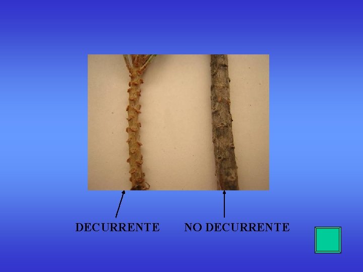 DECURRENTE NO DECURRENTE DECURRENTE NO DECURRENTE