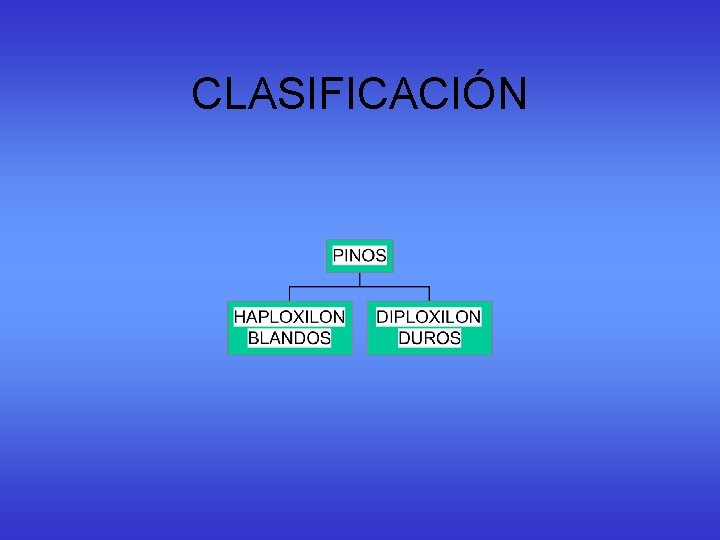 CLASIFICACIÓN CLASIFICACIÓN