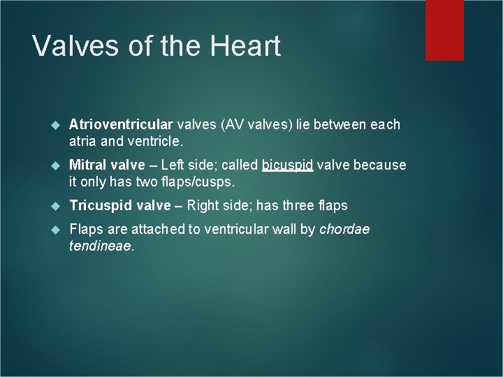 Valves of the Heart Atrioventricular valves (AV valves) lie between each atria and ventricle. Valves of the Heart Atrioventricular valves (AV valves) lie between each atria and ventricle.