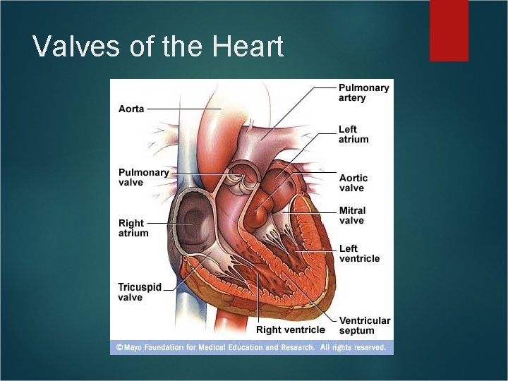 Valves of the Heart Valves of the Heart