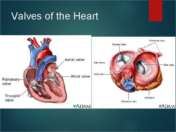 Valves of the Heart Valves of the Heart