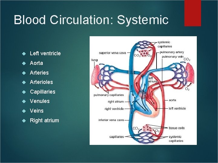 Blood Circulation: Systemic Left ventricle Aorta Arteries Arterioles Capillaries Venules Veins Right atrium Blood Circulation: Systemic Left ventricle Aorta Arteries Arterioles Capillaries Venules Veins Right atrium