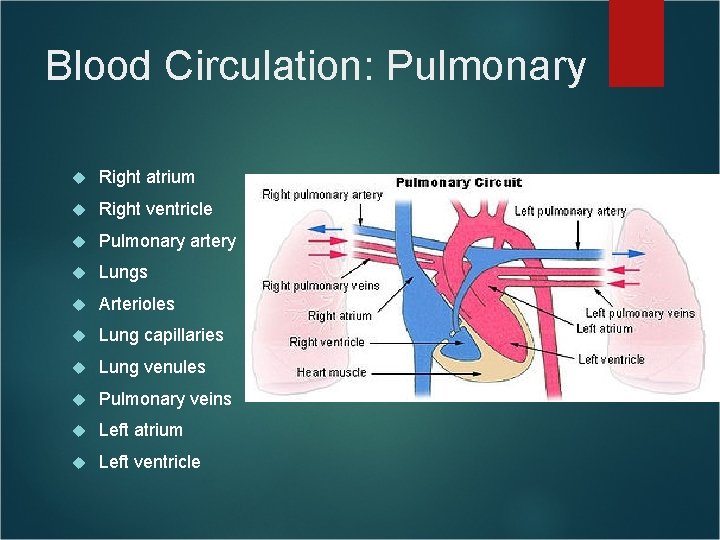 Blood Circulation: Pulmonary Right atrium Right ventricle Pulmonary artery Lungs Arterioles Lung capillaries Lung Blood Circulation: Pulmonary Right atrium Right ventricle Pulmonary artery Lungs Arterioles Lung capillaries Lung